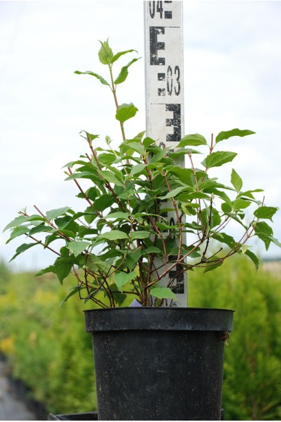 Жасмин садовый Бель Этуаль - 3л/30-40см/20-30см